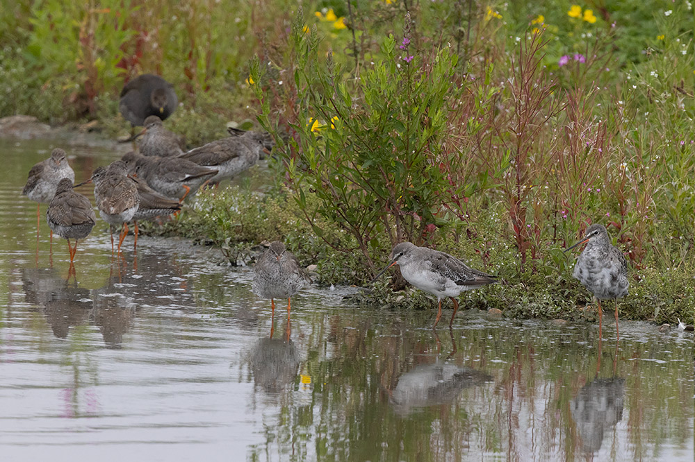 Redshank and Spotted Redshank